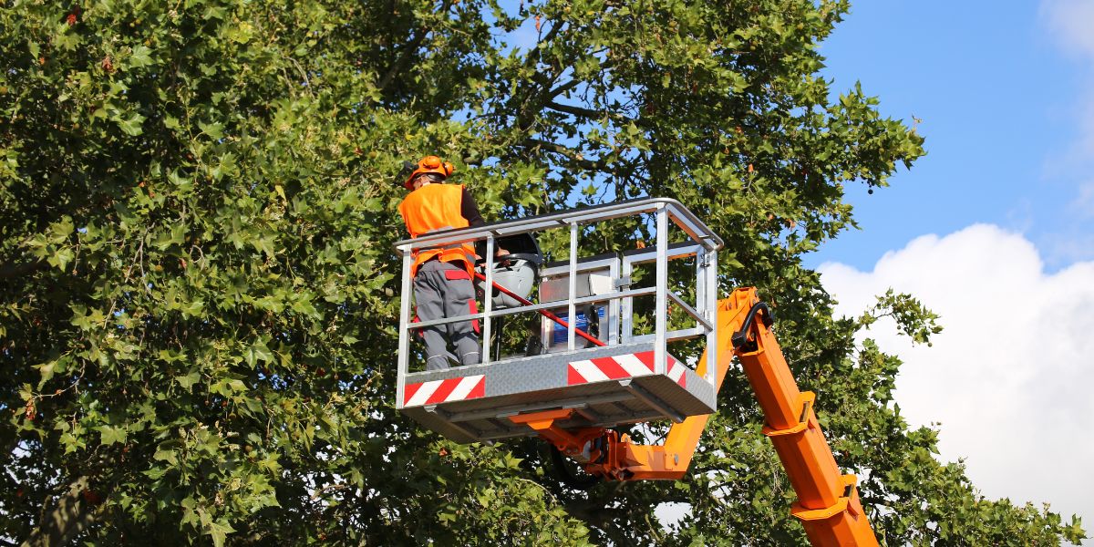 Professional Tree Removal Services